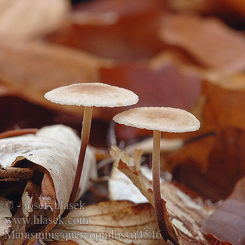 Marasmius quercophilus aj4546