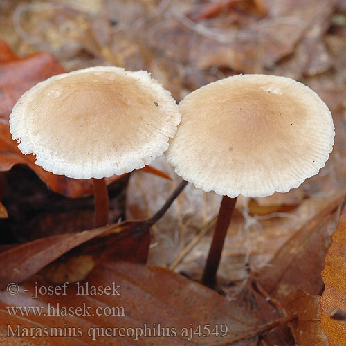 Marasmius quercophilus Witte paardehaartaailing