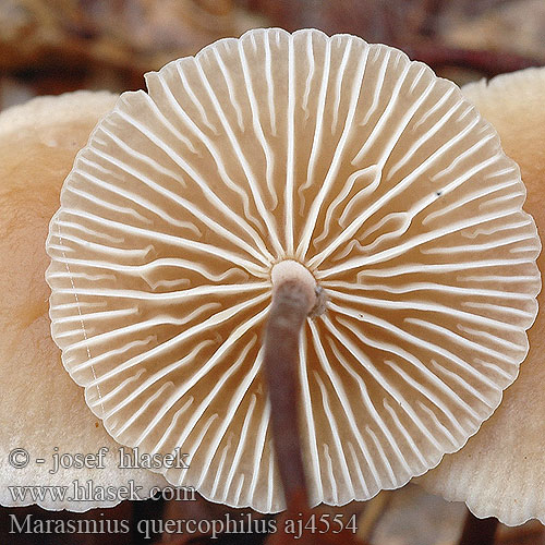 Marasmius quercophilus Braunscheibiger Schwindling