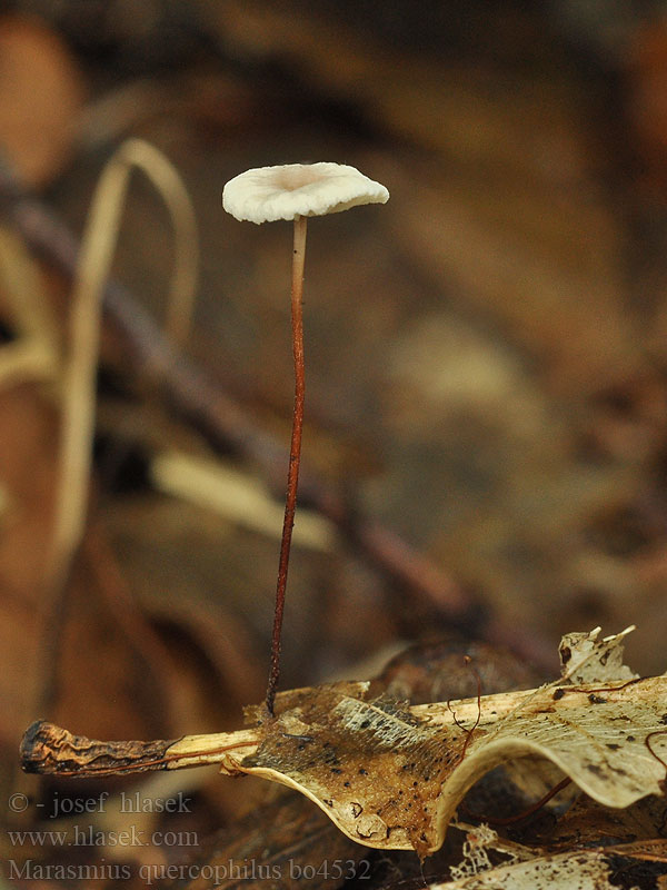 Marasmius quercophilus Setulipes Špička dubomilná