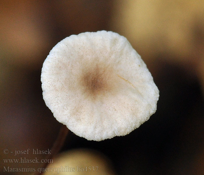 Marasmius_quercophilus_bo4537