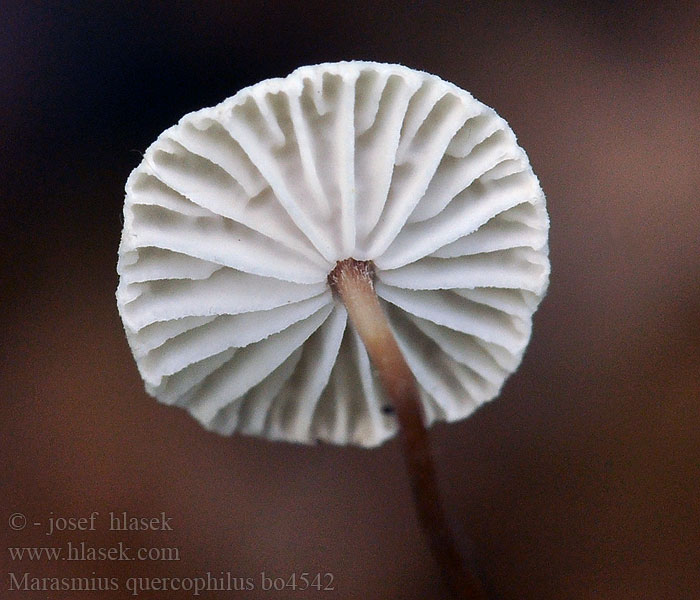 Marasmius_quercophilus_bo4542