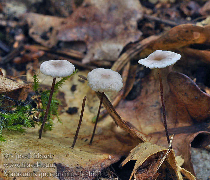 Marasmius quercophilus Egeblads-bruskhat