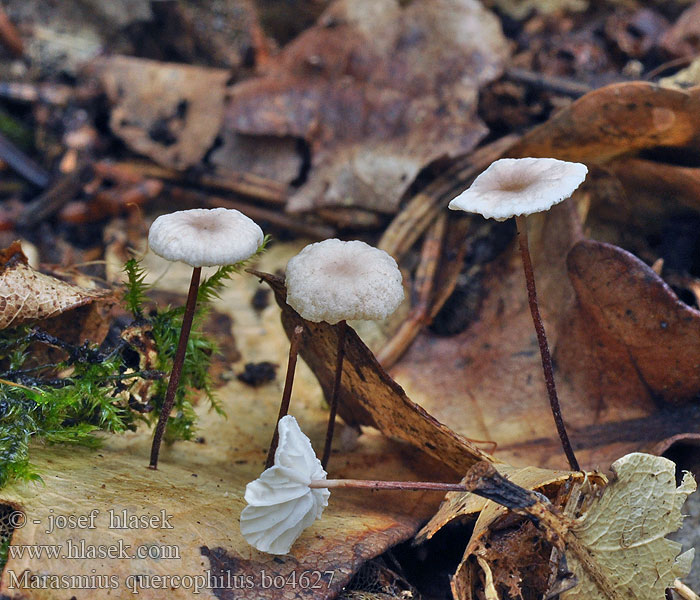 Marasmius quercophilus Vláskovec dubový Ekbrosking Etelännahikas