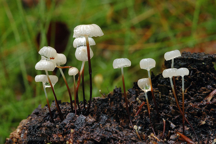 Marasmius rotula Špička kolovitá Halsband-Schwindling