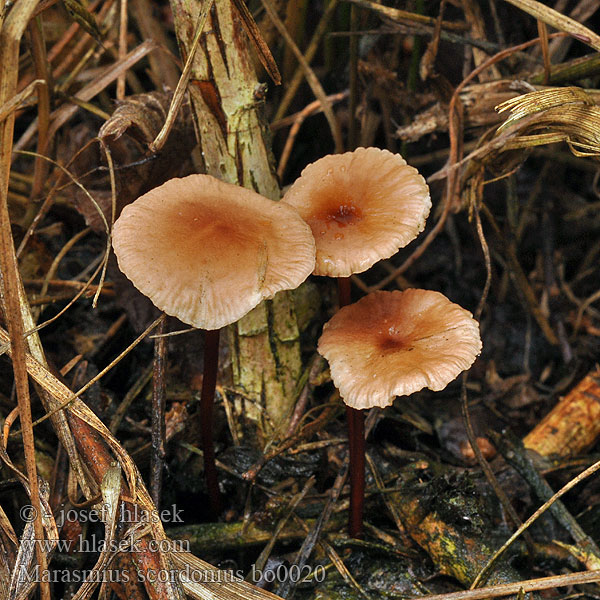 Marasmius scorodonius Mycetinis Špička česneková