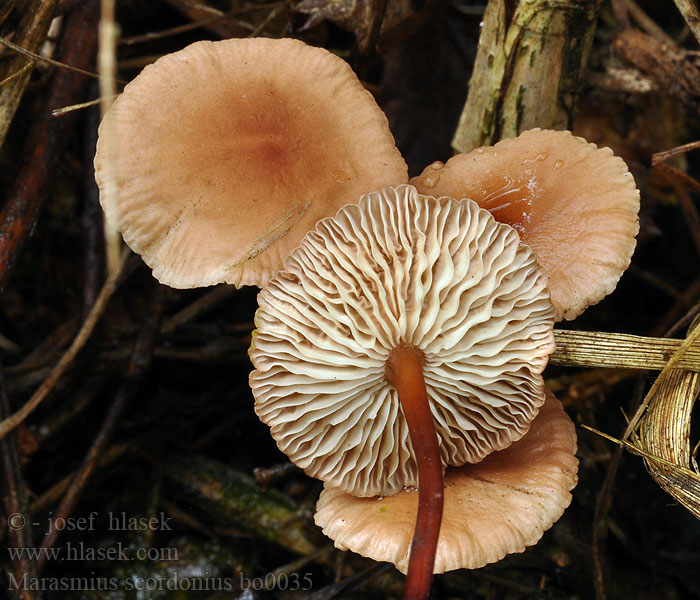 Marasmius_scorodonius_bo0035