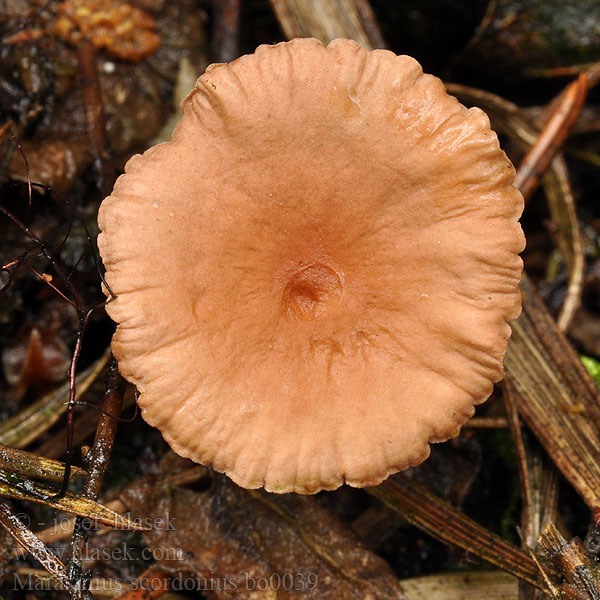 Marasmius_scorodonius_bo0039