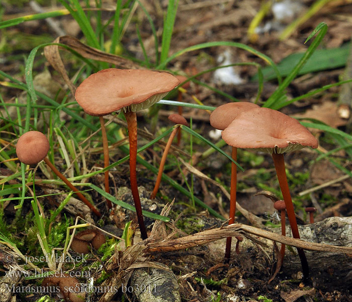 Marasmius_scorodonius_bo3011