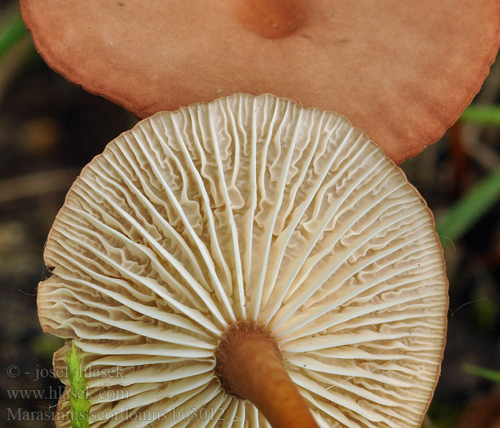 Marasmius_scorodonius_bo3012