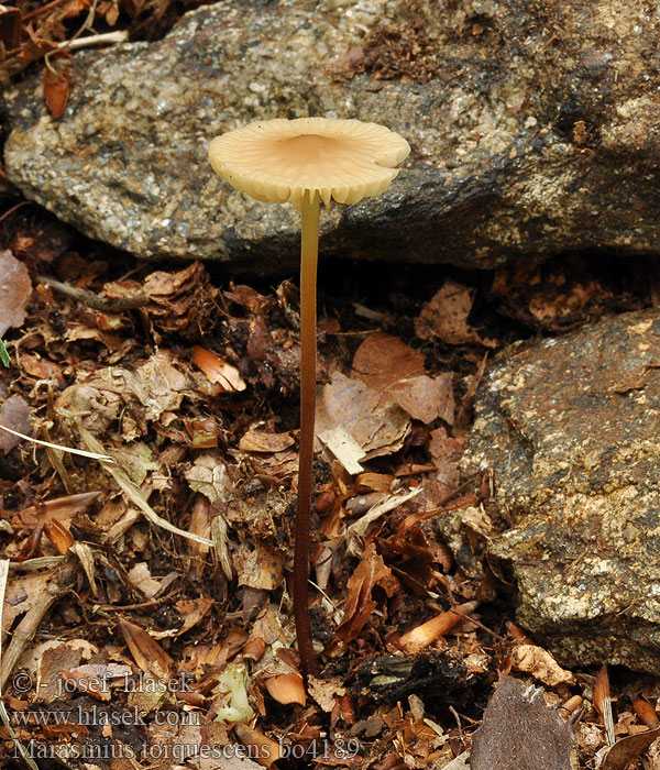 Marasmius torquescens lupuletorum Špička kroutivá