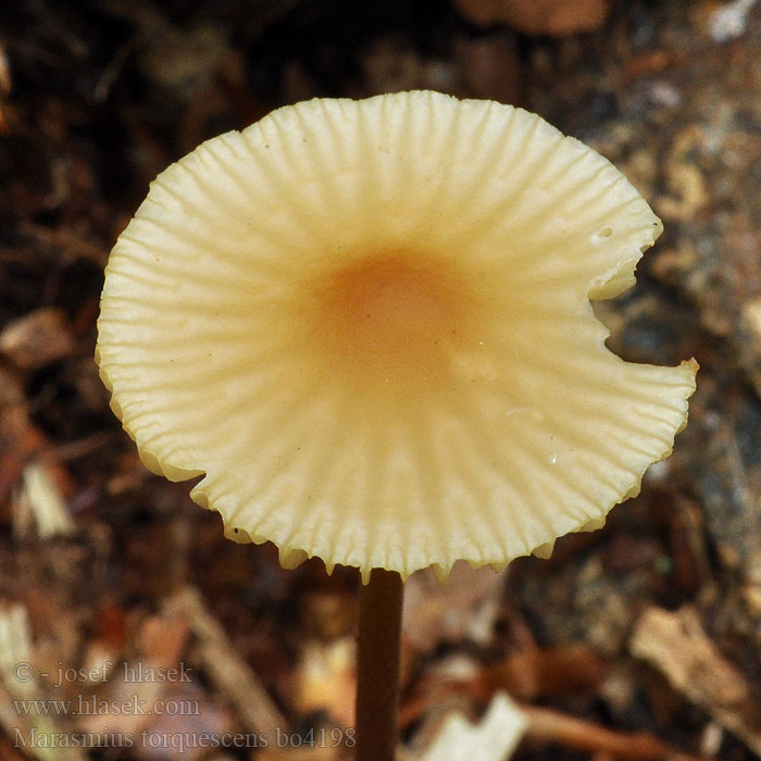 Marasmius torquescens Ledergelber Schwindling