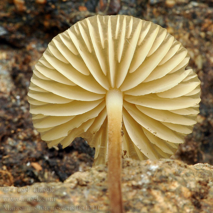 Marasmius torquescens Behaarde roodsteeltaailing