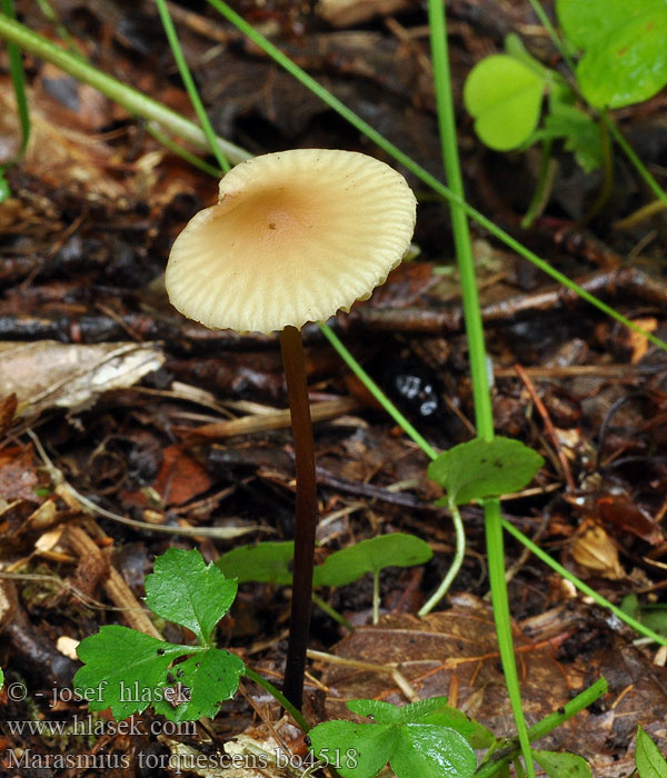 Marasmius torquescens Twardzioszek skręcony