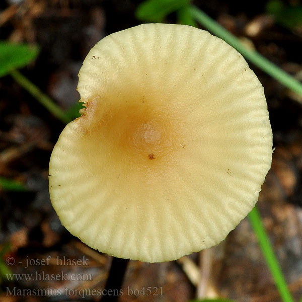 Marasmius torquescens Tanečnica kožovitá