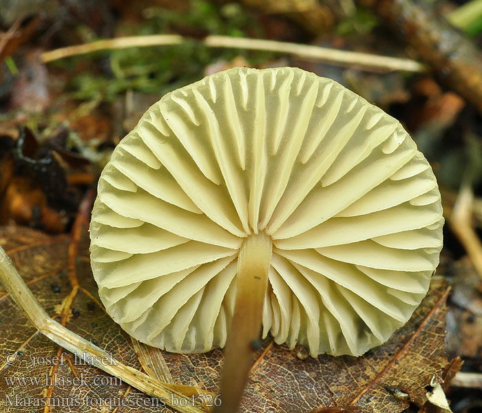 Marasmius_torquescens_bo4526