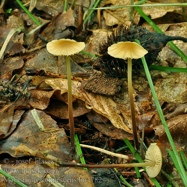 Marasmius torquescens Filtfotsbrosking Karvajalkanahikas