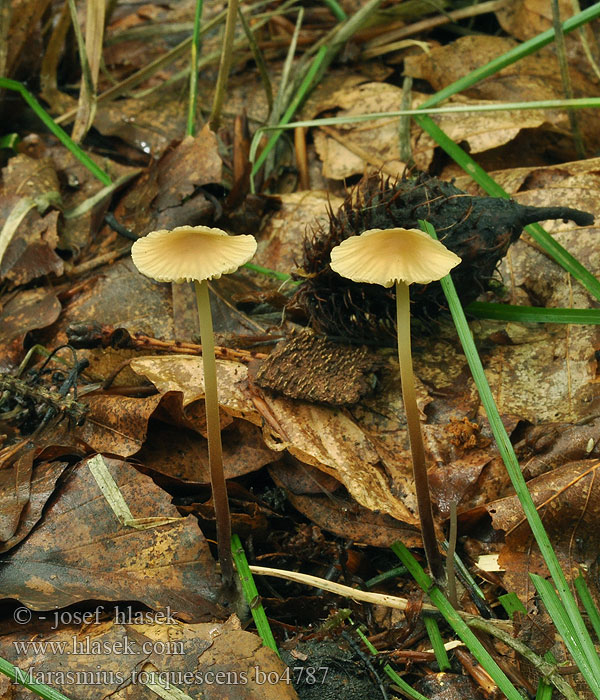 Marasmius torquescens Marasme fauve