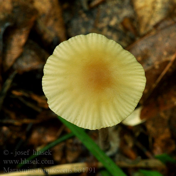 Marasmius torquescens lupuletorum Lundseigsopp