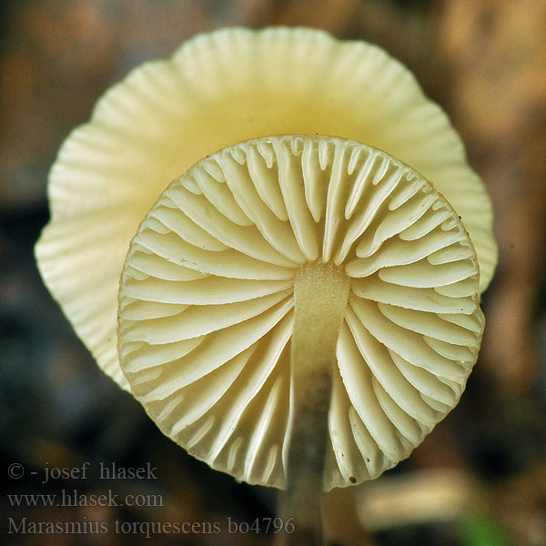 Marasmius_torquescens_bo4796