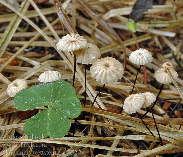 Marasmius wettsteinii Špička Wettsteinova Havuratasnahikas Nadel Käsepilzchen Grannålseigsopp Twardzioszek szpilkowy Негниючник Ветштейна Tanečnica Wettsteinova Liten hjulbrosking