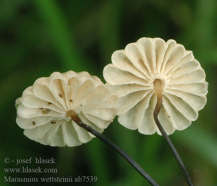 Marasmius wettsteinii ab7539