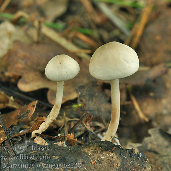 Marasmius wynneae wynnei Špička Wynneova Wynneové Föränderlig brosking Tanečnica fialovosivá Негниючник Виннея Twardzioszek kulisty kulistawy Grånende seigsopp Violettlicher Schwindling Hvælvet bruskhat