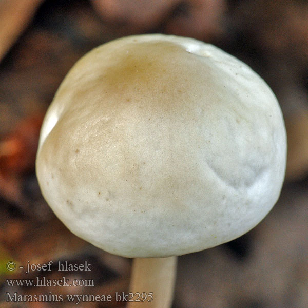 Marasmius wynneae bk2295