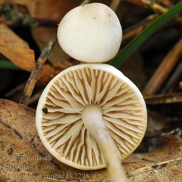 Marasmius wynneae bk2298