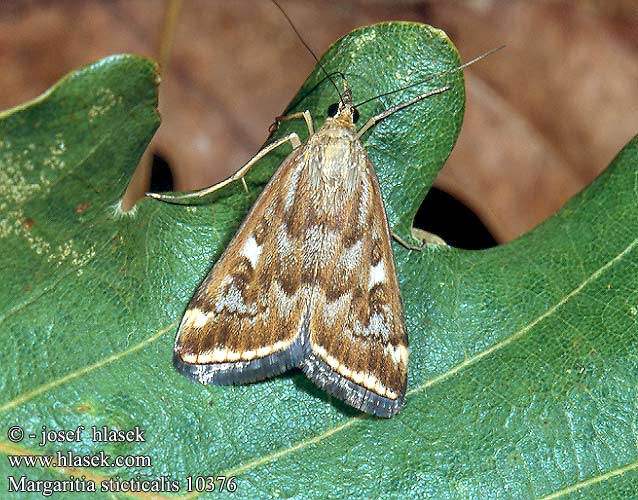 Margaritia sticticalis 10376