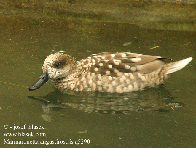 Marmaronetta angustirostris Marbled Teal Marmorand Marmorisorsa Sarcelle marbrée Marmertaling Marmereend Anatra marmorizzata Márványos réce Marmelente Marmurka Kačica Kačička úzkozobá Čírka Cerceta Pardilla 云石斑鸭 Мраморный чирок ウスユキガモ الحذف الرخامي Στικτόπαπια Pardilheira Yaz Ördeği ברווז משויש