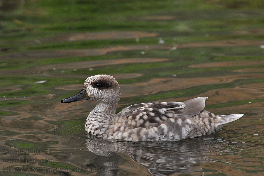 Čírka úzkozobá Marmaronetta angustirostris