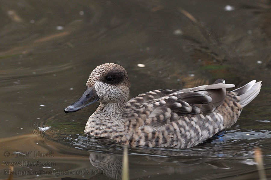 Marbled Teal Marmorand Marmorisorsa Sarcelle marbrée Marmaronetta angustirostris