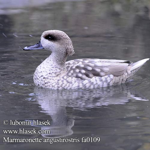 Yaz Ördeği ברווז משויש Marmaronetta angustirostris Marbled Teal Marmorand Marmorisorsa Sarcelle marbrée Marmertaling Marmereend Anatra marmorizzata Márványos réce Marmelente Marmurka Kačica Kačička Čírka úzkozobá Cerceta Pardilla 云石斑鸭 Мраморный чирок ウスユキガモ الحذف الرخامي Στικτόπαπια Pardilheira