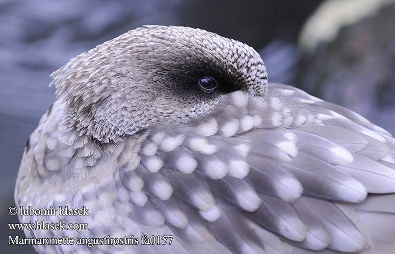 Marbled Teal Marmorand Marmorisorsa Sarcelle marbrée Marmertaling Marmereend Anatra marmorizzata Márványos réce Marmelente Marmurka Kačica Kačička Čírka úzkozobá Cerceta Pardilla 云石斑鸭 Мраморный чирок ウスユキガモ الحذف الرخامي Στικτόπαπια Pardilheira Yaz Ördeği ברווז משויש Marmaronetta angustirostris