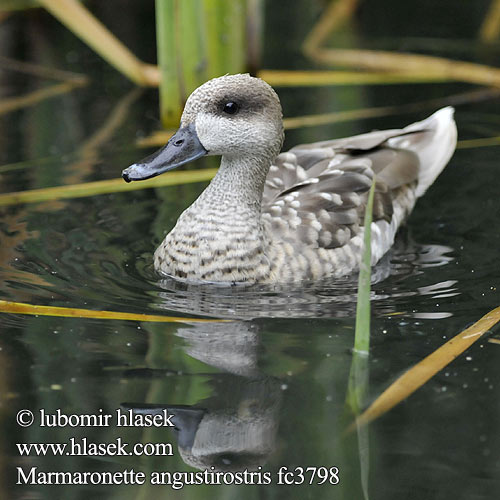 Marmaronette angustirostris fc3798