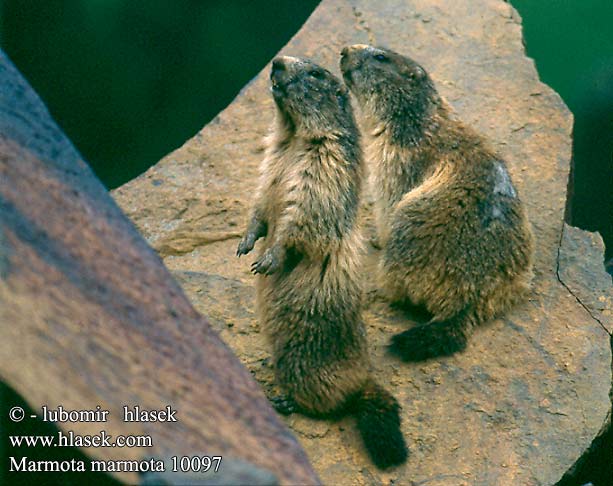 Svišť horský Świstak Svišť vrchovský Alpenmarmot Murmeli Havasi Mormota