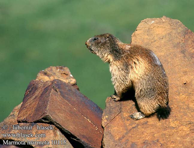 twin it jap1 – Plateau Marmots