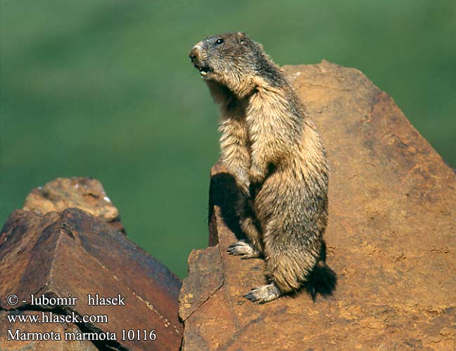 Алпийски мармот Murmeldyr Alpski svizec Marmotta delle Alpi Marmota alpin