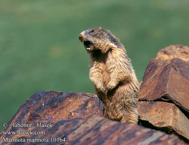 Marmota alpină Alpmurmeldjur Marmotte Alpes アルプスマーモッ