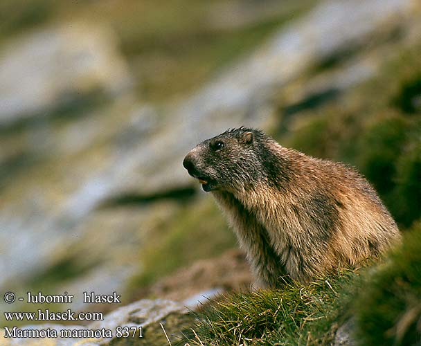 Marmota marmota 8371