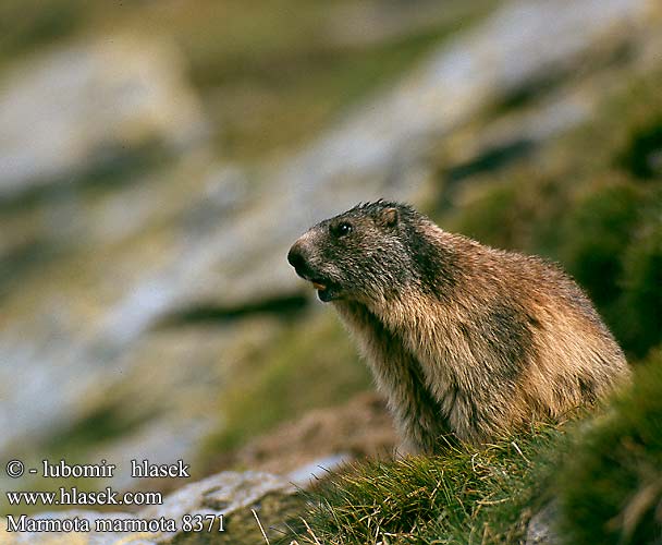 Alpine Marmot Alpenmurmeltier Marmota común Svišť horský Świstak Svišť vrchovský