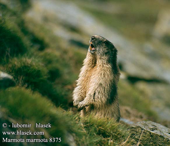 Svišť vrchovský Alpenmarmot Murmeli Havasi Mormota ümiseja Murkšķis Švilpikas