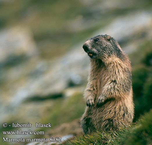 Marmotta delle Alpi Marmota alpină Alpmurmeldjur Marmotte Alpes アルプスマーモッ