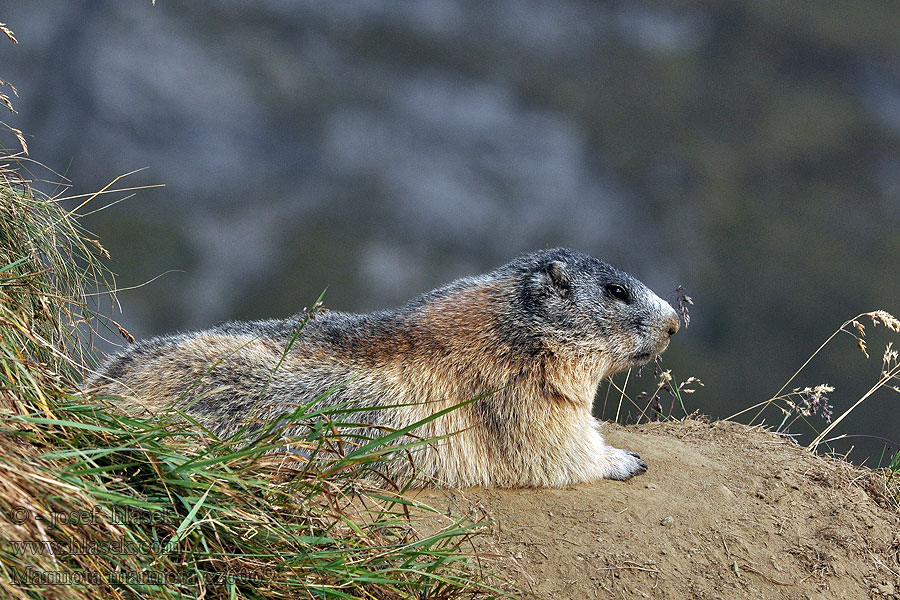 Marmota marmota