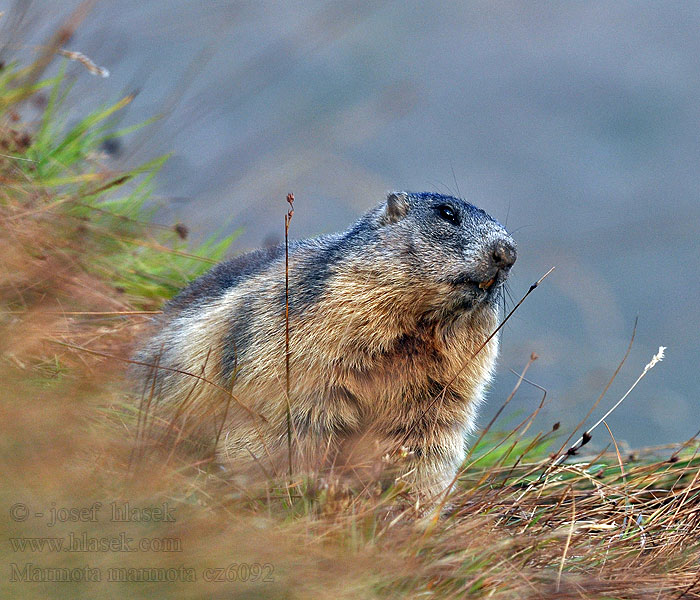 Marmota marmota