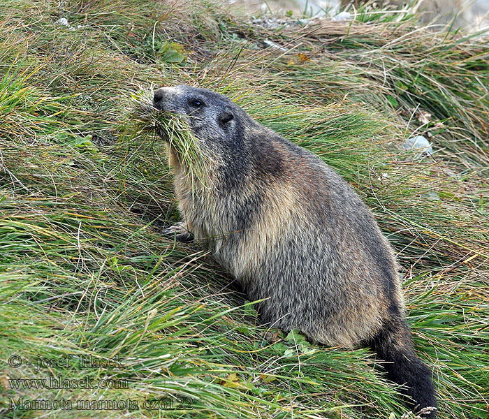 Marmota marmota