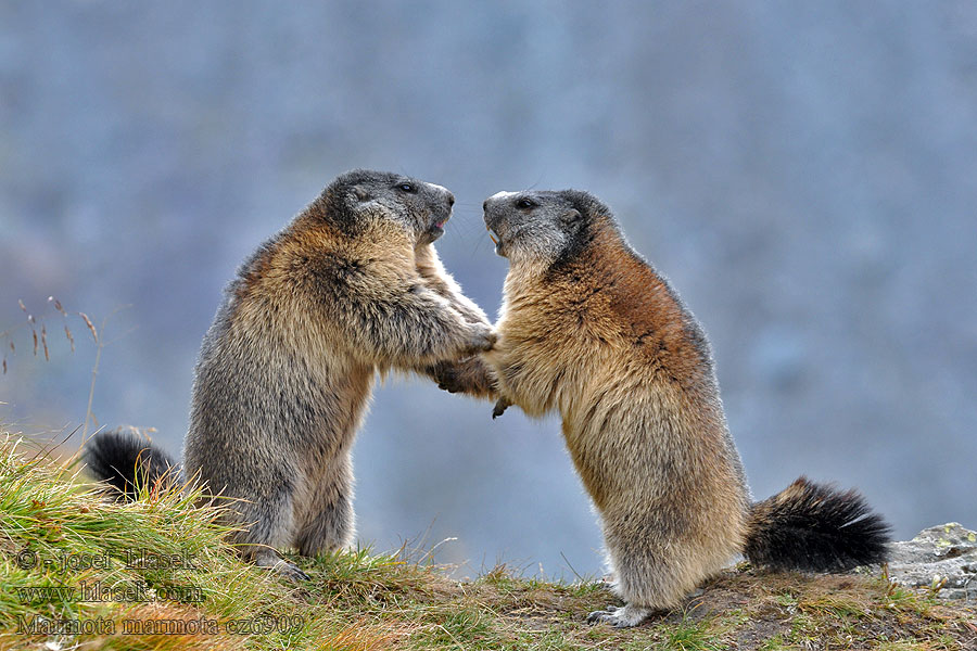 Marmota marmota