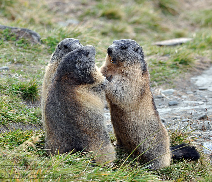 Marmota marmota