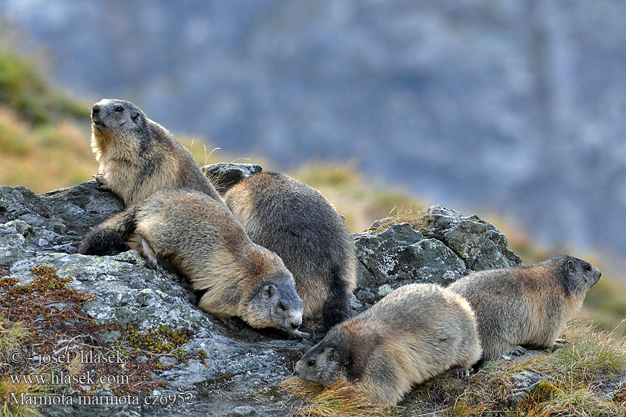 Marmota marmota